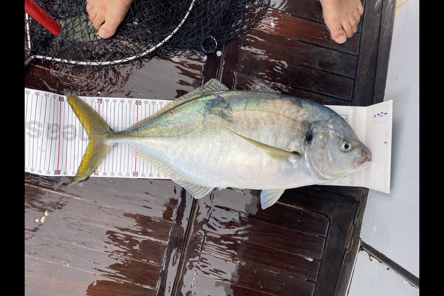 Bryce Helms caught this 72.0cm Trevally at Manawtawhi during The Export NZ Fishing Competition