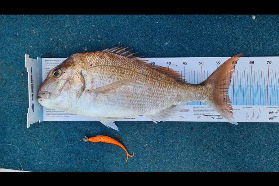 Holly Ouwehand caught this 58.5cm Snapper at Firth of Thames during The Export NZ Fishing Competition