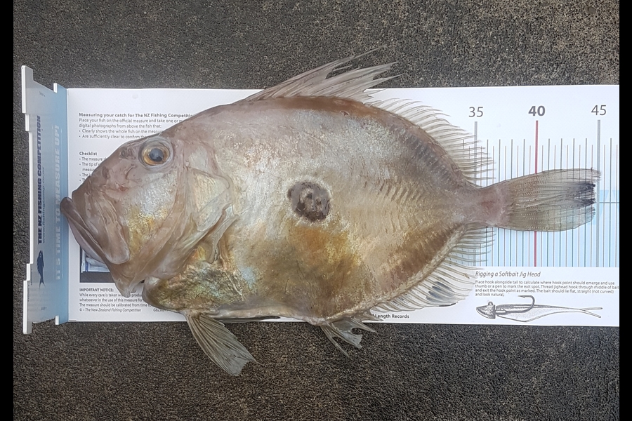 Chilton  Atherton  caught this 44.5cm John Dory at Patea south taranaki  during The Export NZ Fishing Competition