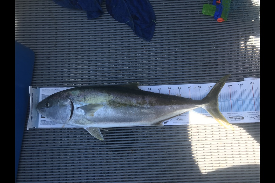Mark Keatley caught this 103.5cm Kingfish at BOI during The Export NZ Fishing Competition
