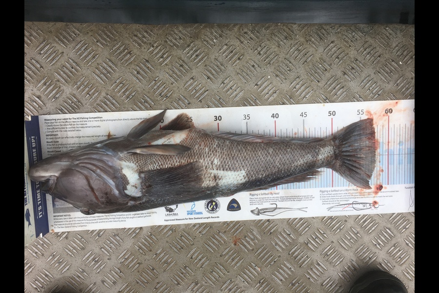 Caleb  Smith caught this 57.5cm Blue Cod at Fiordland during The Export NZ Fishing Competition