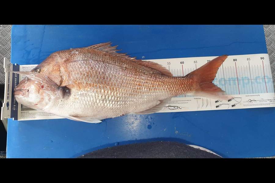 Reece Van Weerden  caught this 70.0cm Snapper at Raglan  during The Export NZ Fishing Competition