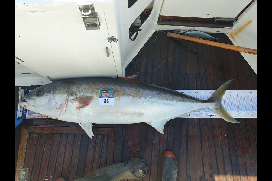 Tania Simons caught this 137.5cm Kingfish at White island  during The Export NZ Fishing Competition