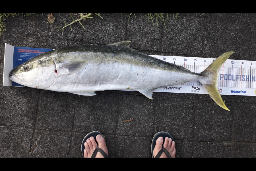 Lewis  Bristowe caught this 97.5cm Kingfish at Hauraki gulf during The Export NZ Fishing Competition