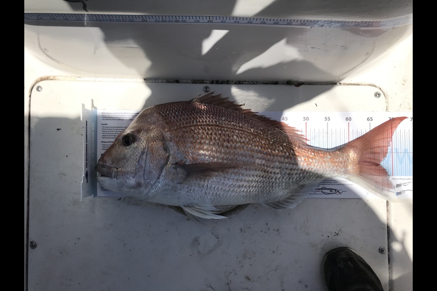Daniel  Penwarden caught this 67.0cm Snapper at BOP  during The Export NZ Fishing Competition