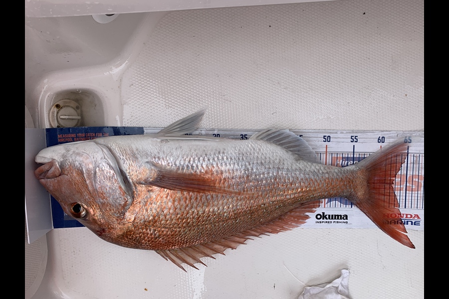 Katie Laing caught this 62cm Snapper at Hauraki Gulf during The Export NZ Fishing Competition