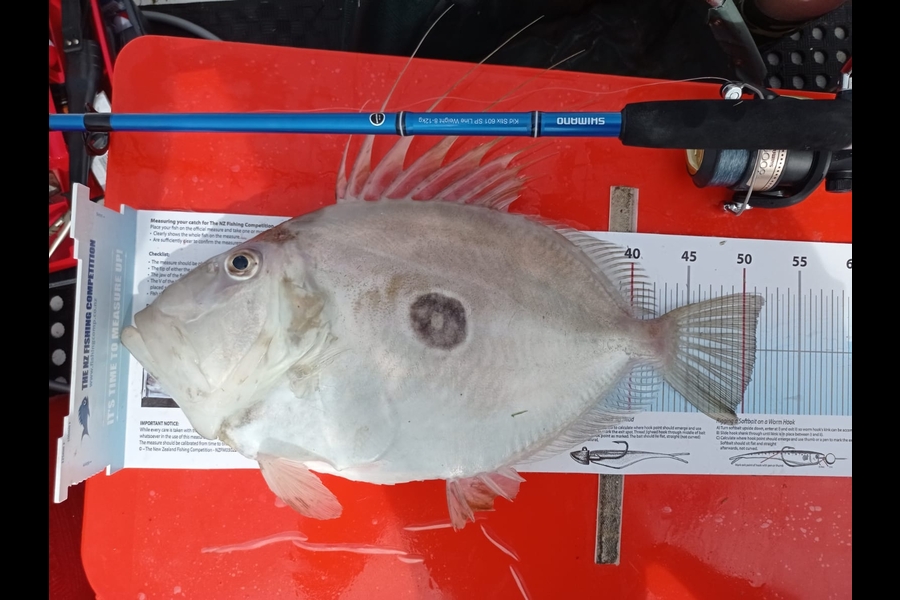 Mark Enfield caught this 51cm John Dory at Hauraki Gulf during The Export NZ Fishing Competition