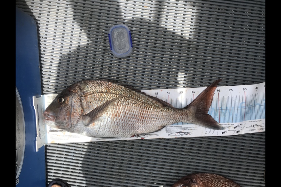 Mark Keatley caught this 65.0cm Snapper at BOI during The Export NZ Fishing Competition