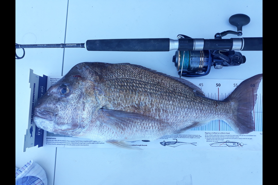 Jim Collins caught this 59.0cm Snapper at Doubtless bay during The Export NZ Fishing Competition