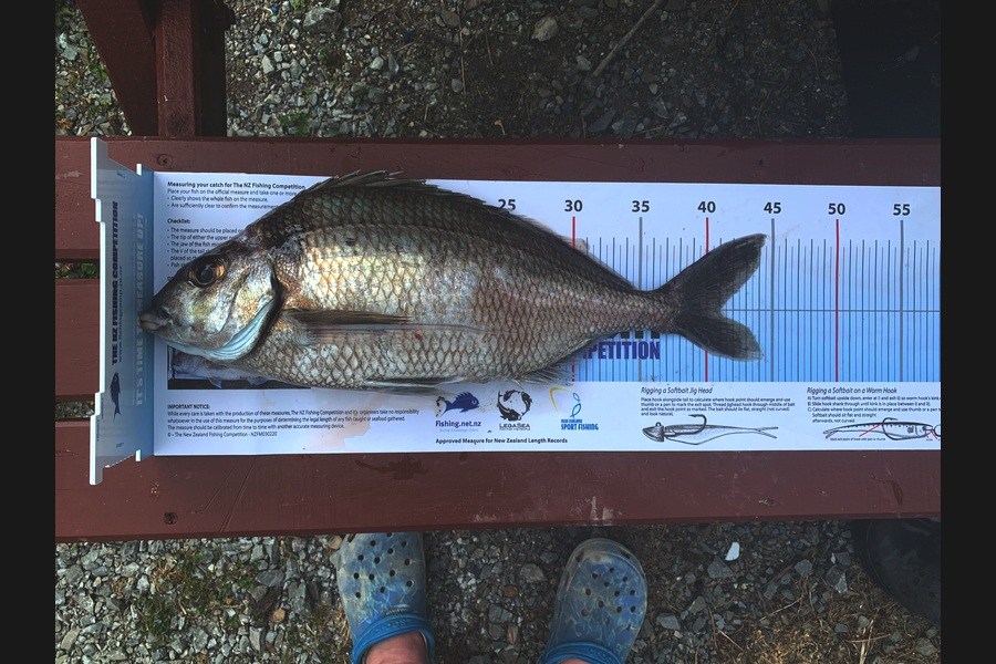 Lisa Allan caught this 41.0cm Tarakihi at Upper Hutt during The Export NZ Fishing Competition