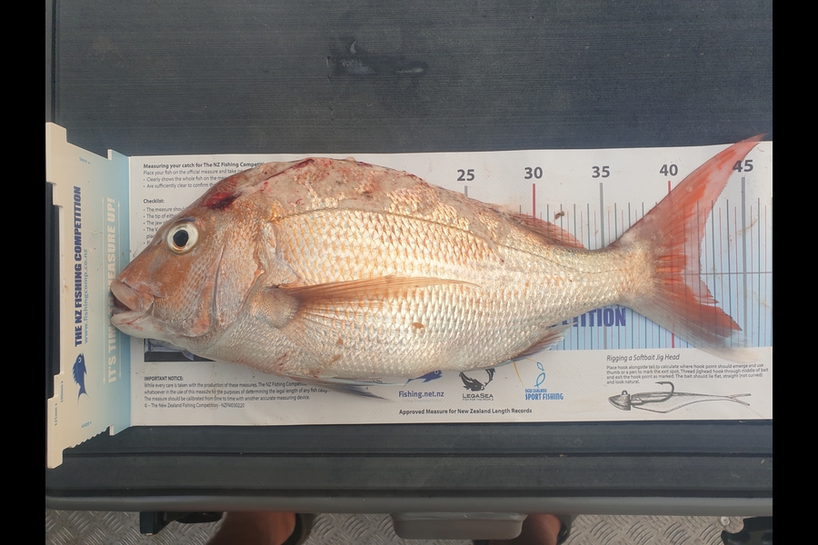 Pat Barrett caught this 42.0cm Snapper at Otaki Beach during The Export NZ Fishing Competition