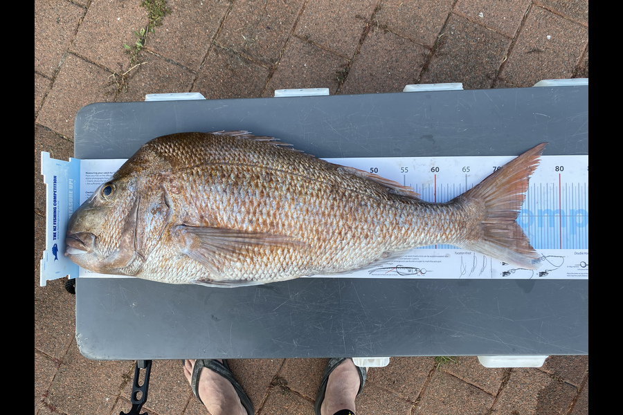 John Weight caught this 72.5cm Snapper at Great barrier  during The Export NZ Fishing Competition