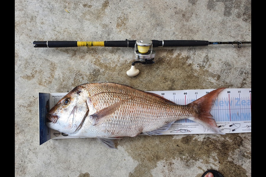 Graeme Mckay caught this 70.5cm Snapper at Gisborne during The Export NZ Fishing Competition