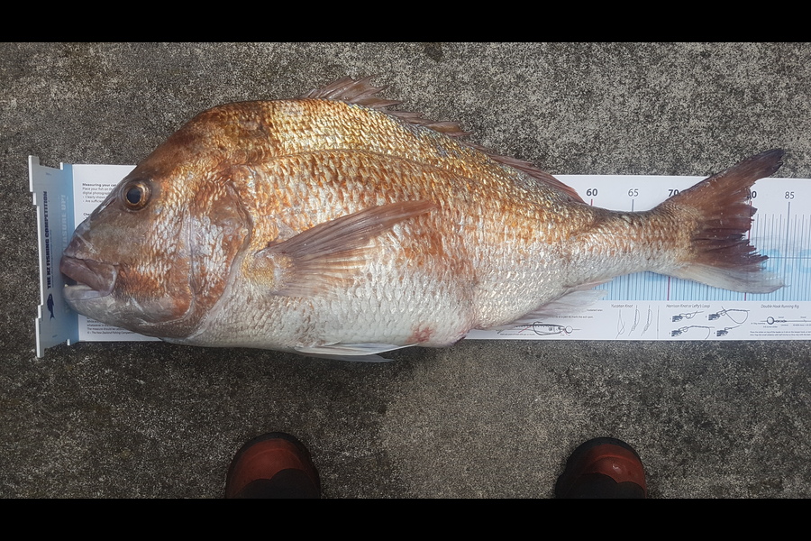 Chilton  Atherton  caught this 79.0cm Snapper at Patea south taranaki  during The Export NZ Fishing Competition