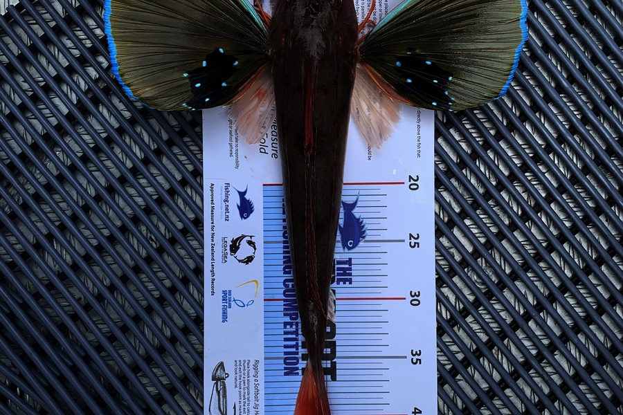 Lisa Allan caught this 41.0cm Gurnard at Wellington  during The Export NZ Fishing Competition