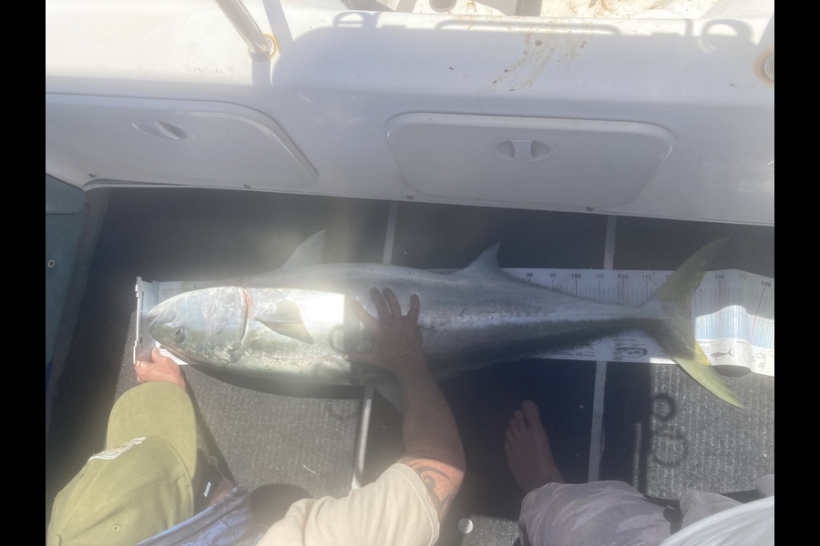 Mark  Armistead caught this 124.0cm Kingfish at Plate island during The Export NZ Fishing Competition