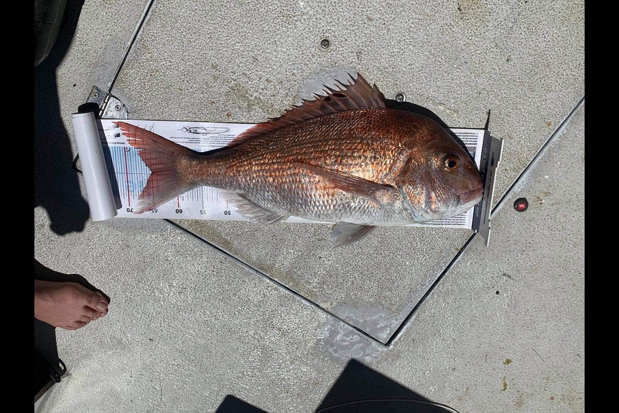 grant attwood caught this 65.0cm Snapper at BOI during The Export NZ Fishing Competition