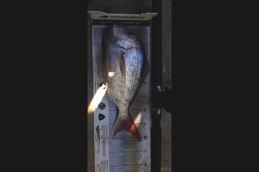 Dick Bavelaar caught this 36.5cm Snapper at Waiheke bottom end  during The Export NZ Fishing Competition