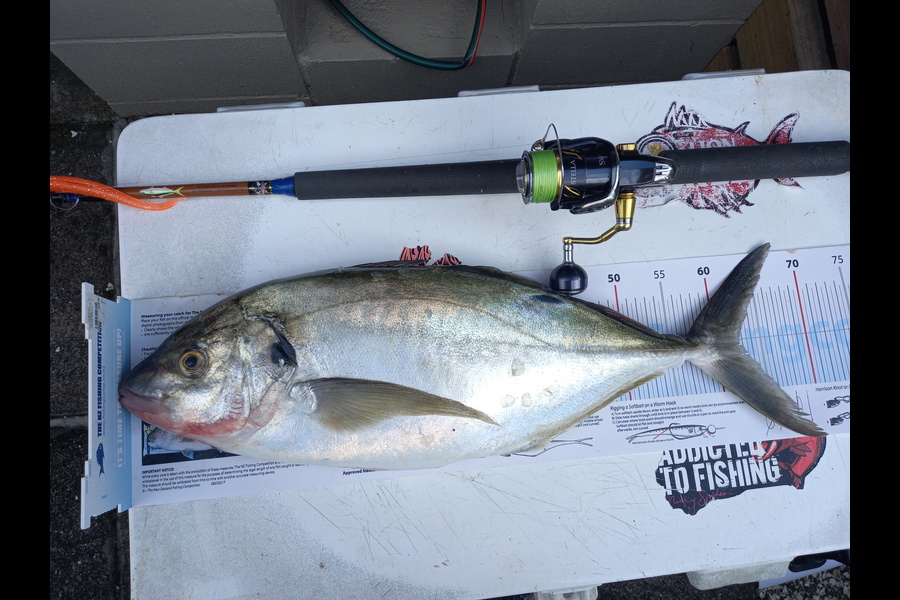 Mike Crawford caught this 62.5cm Trevally at Hen/chicks during The Export NZ Fishing Competition