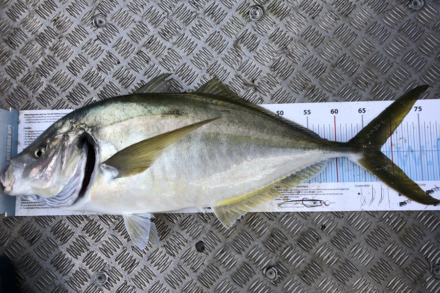 Tom Williams caught this 65.5cm Trevally at Hokianga during The Export NZ Fishing Competition