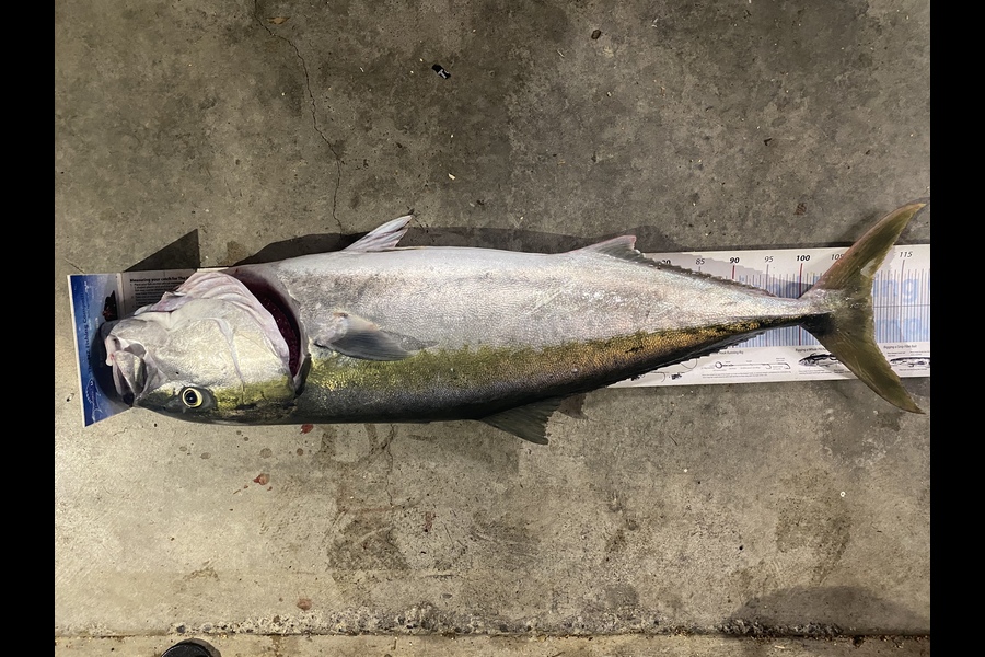 Johnny Huynen caught this 106.5cm Kingfish at Wellington West  during The Export NZ Fishing Competition