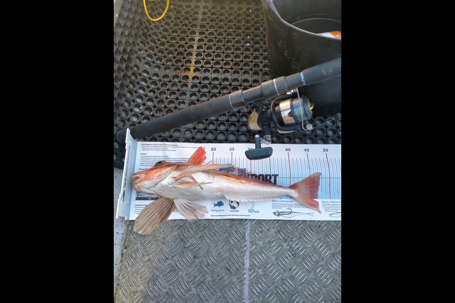 Tony  Haussmann caught this 46.5cm Gurnard at Marlborough sounds during The Export NZ Fishing Competition