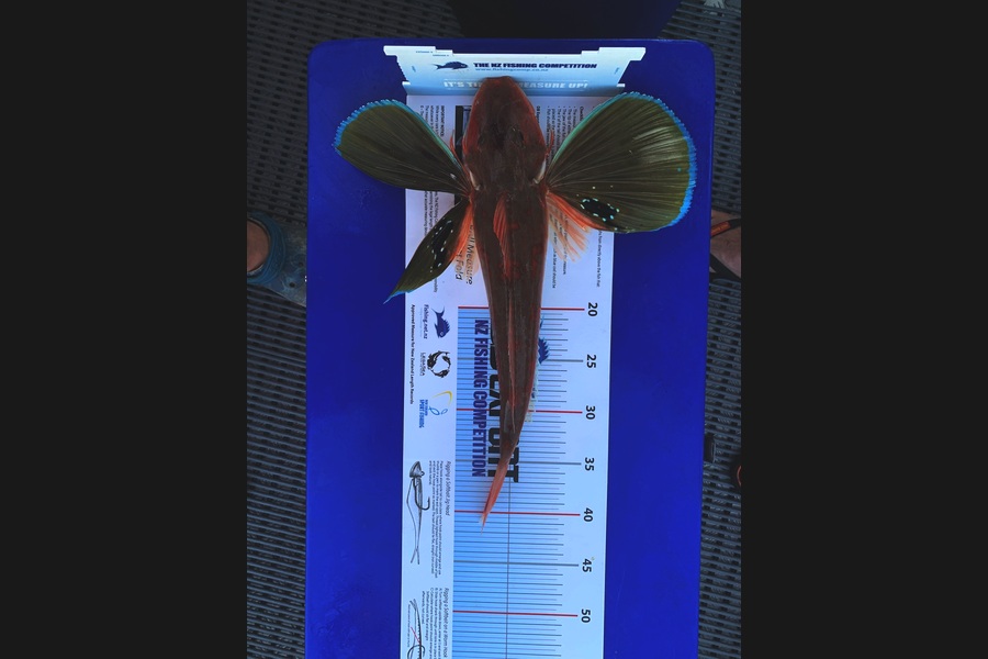 Lisa Allan caught this 39cm Gurnard at Wellington Harbour during The Export NZ Fishing Competition