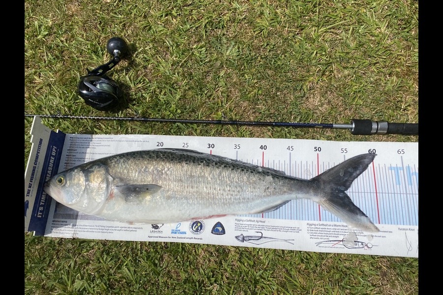 Ian Pedersen caught this 54.5cm Kahawai at BOP during The Export NZ Fishing Competition