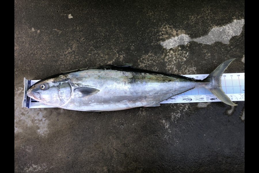 Phanat Chiv caught this 137.0cm Kingfish at Kapiti during The Export NZ Fishing Competition