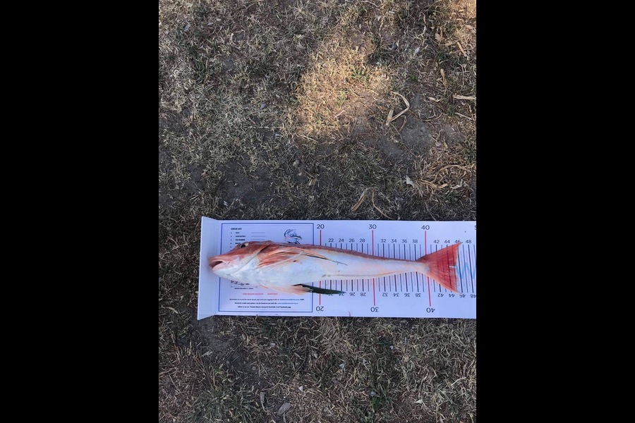 Craig Treneman caught this 45cm Gurnard at Hawkes bay  during The Export NZ Fishing Competition
