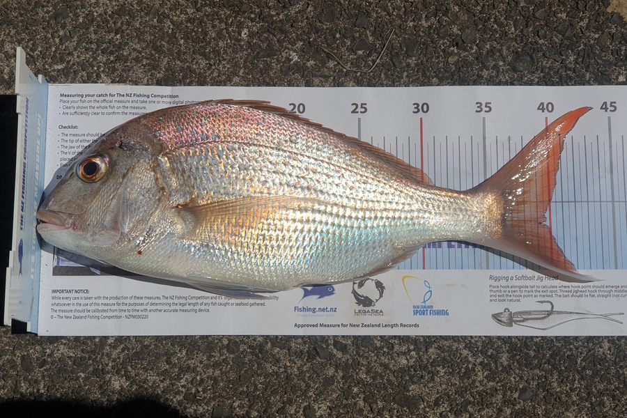 Otele Etuale caught this 39.5cm Snapper at Weymouth Beach during The Export NZ Fishing Competition