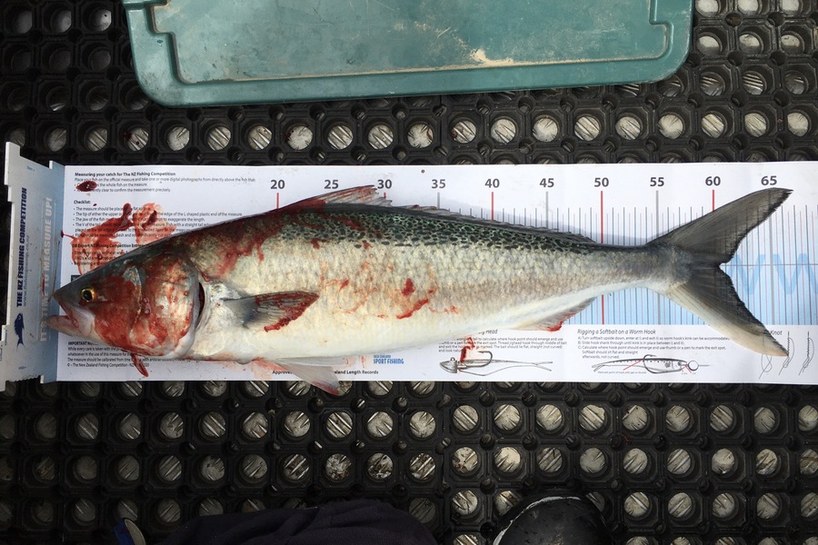 Giles  Pike caught this 60.5cm Kahawai at Moeraki  during The Export NZ Fishing Competition