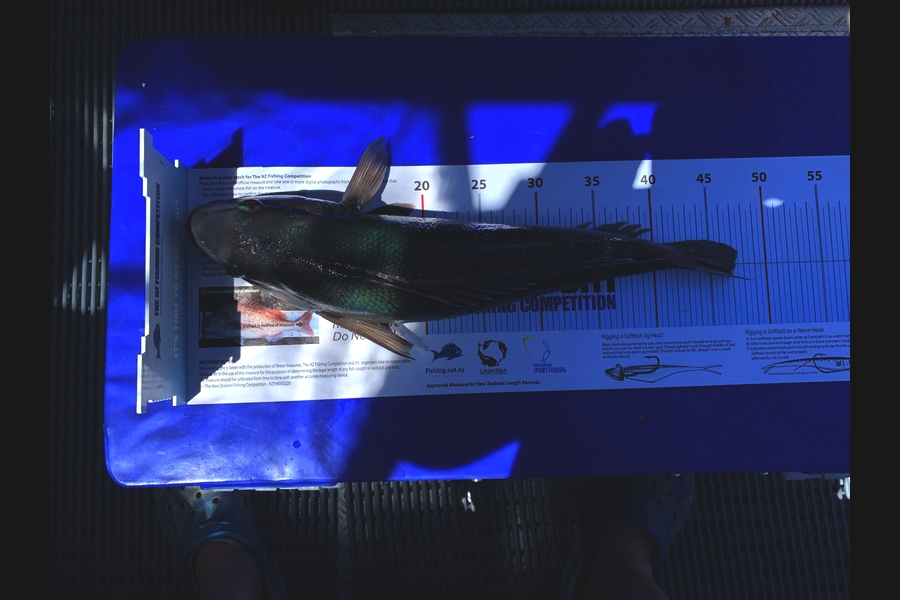 Rob Allan caught this 46.0cm Blue Cod at Wellington West during The Export NZ Fishing Competition