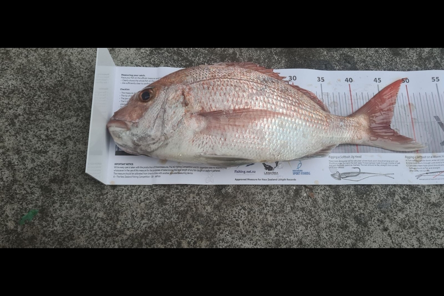 Dreese Williams caught this 46.0cm Snapper at Little Barrier during The Export NZ Fishing Competition