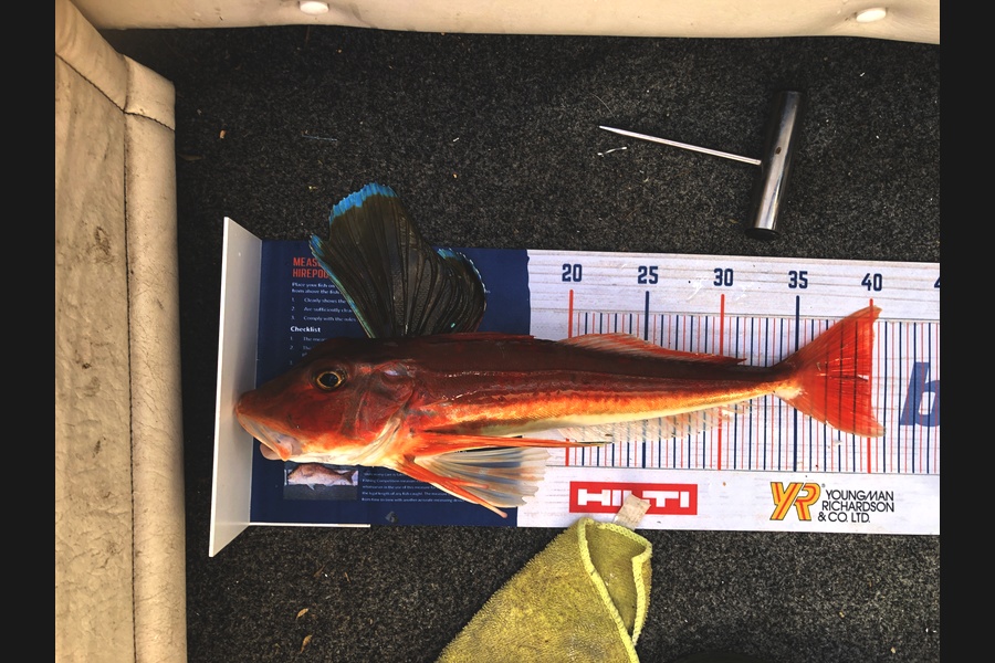 Bronwyn Langham caught this 39.0cm Gurnard at Durville island during The Export NZ Fishing Competition