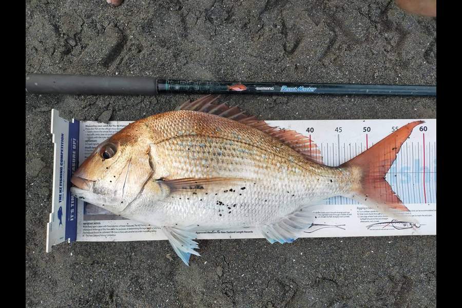 tyron smith caught this 52.5cm Snapper at Palliser bay  during The Export NZ Fishing Competition