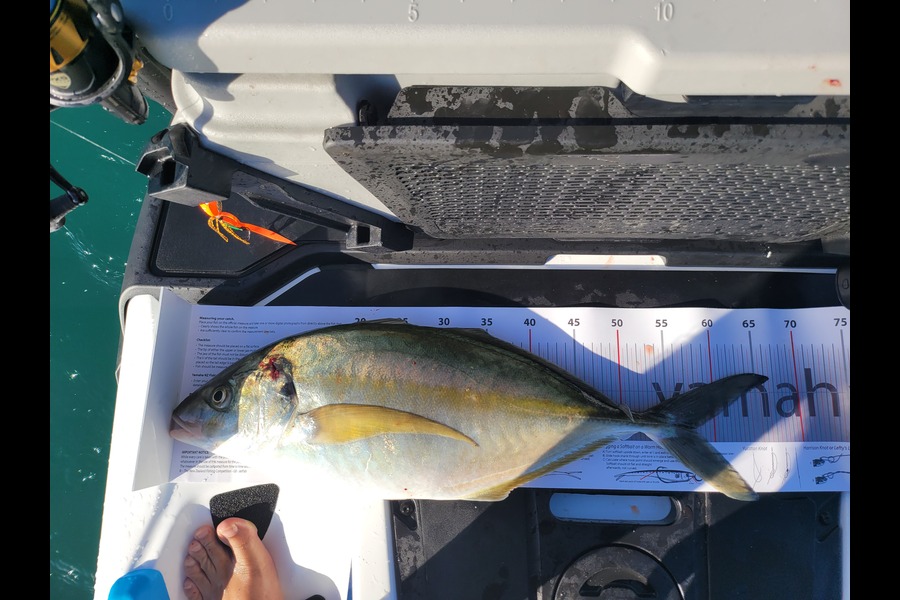 Adam  Mcburney  caught this 57.5cm Trevally at Mt maunganui  during The Export NZ Fishing Competition