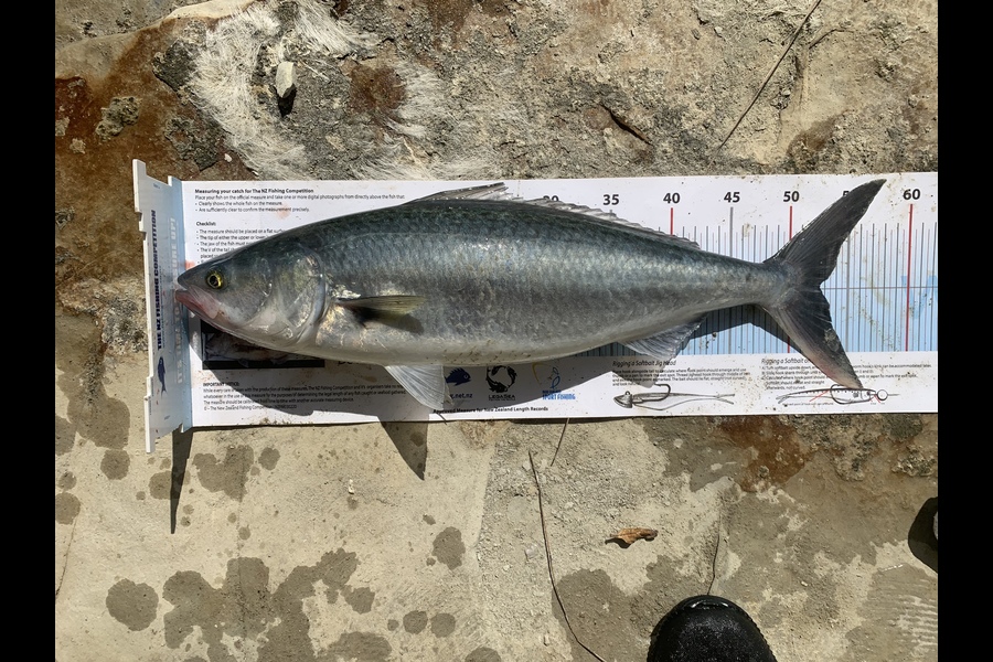 Jordan Titchmarsh caught this 52.0cm Kahawai at Waikaretu  during The Export NZ Fishing Competition