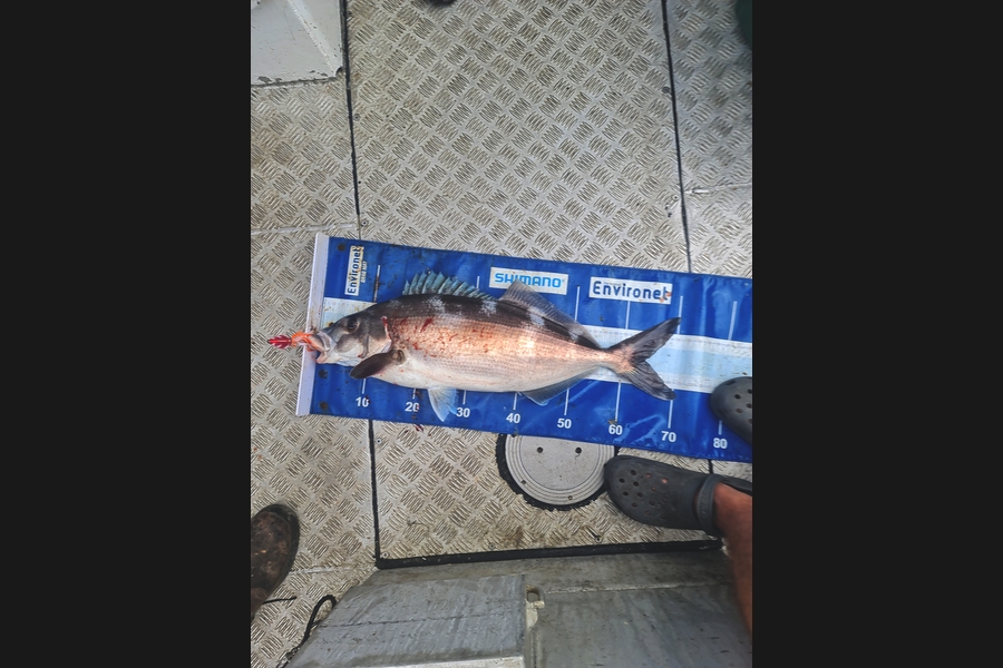 Ryan  Phillips caught this 62.0cm Blue Moki at Cook stright during The Export NZ Fishing Competition
