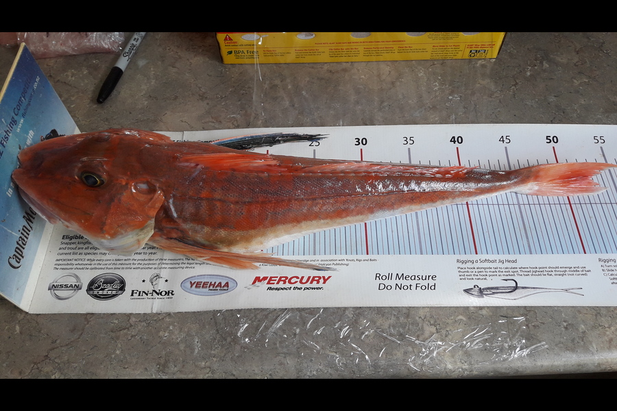 Jeff Holden caught this 52.5cm Gurnard at Tennyson Inlet during The Export NZ Fishing Competition