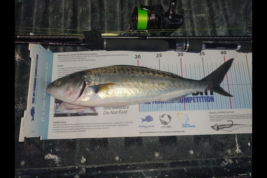 Pat Barrett caught this 38.0cm Kahawai at Otaki Beach during The Export NZ Fishing Competition