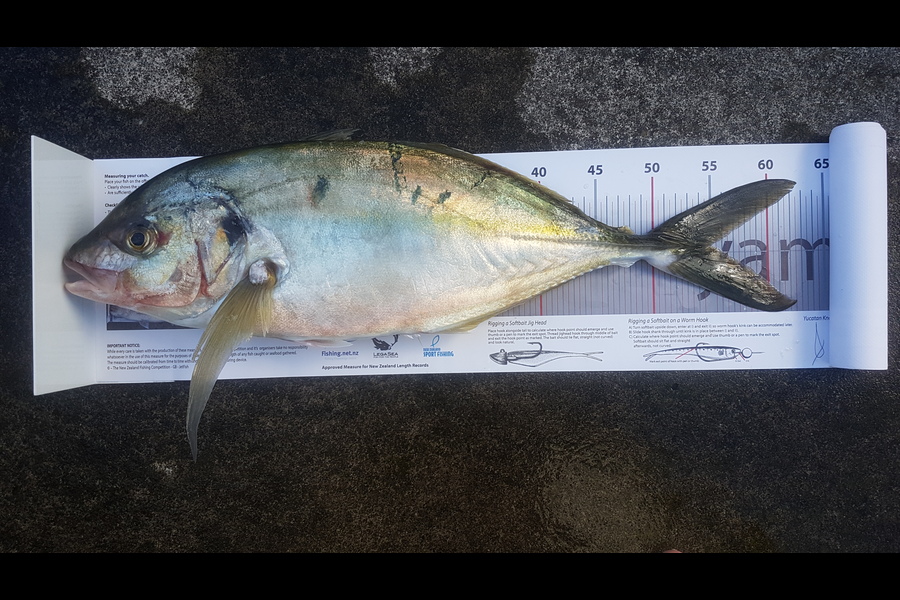Chilton  Atherton  caught this 55.0cm Trevally at Patea south taranaki  during The Export NZ Fishing Competition