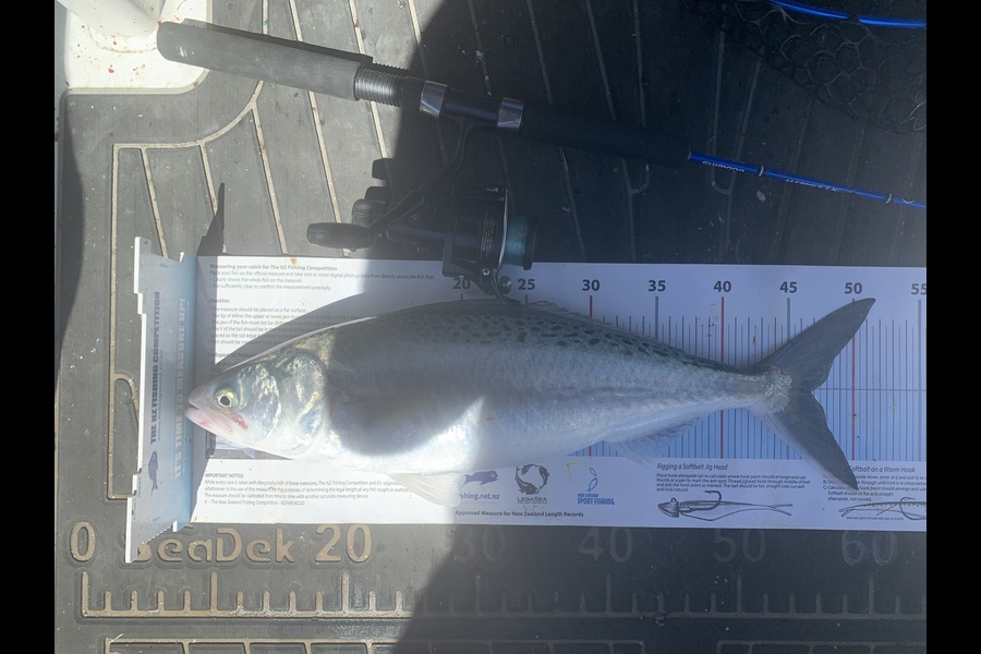 Paul Canning caught this 46.5cm Kahawai at Napier during The Export NZ Fishing Competition