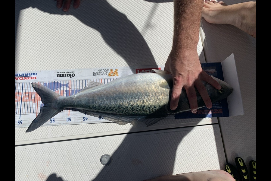 Andrew Beal caught this 58.0cm Kahawai at Hauraki gulf  during The Export NZ Fishing Competition
