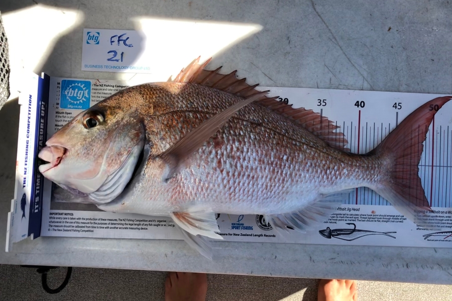 Jack Laity caught this 48.0cm Snapper at Rangitoto during The Export NZ Fishing Competition