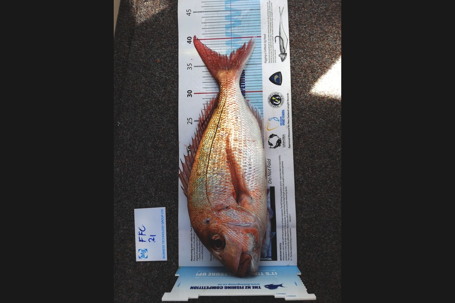 Simon Adamson caught this 37.0cm Snapper at Hauraki Gulf during The Export NZ Fishing Competition