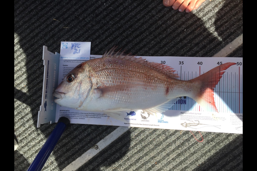 Logan Campbell caught this 43.5cm Snapper at Rakino channel during The Export NZ Fishing Competition