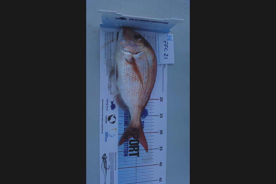 Kevin Jackson caught this 31.0cm Snapper at Rangitoto during The Export NZ Fishing Competition