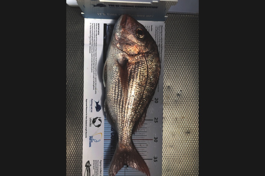 Matthew Crumpton caught this 36.0cm Snapper at Mutuihe during The Export NZ Fishing Competition