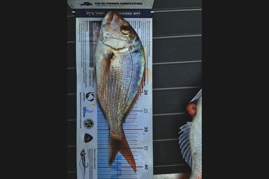 Scott Hanson caught this 35.5cm Snapper at Matiatia during The Export NZ Fishing Competition